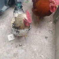 خروس|حیوانات مزرعه|تبریز, |دیوار