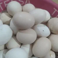 تخم مرغ محلی