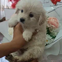 توله فقط 5500