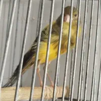 قناری ابلغ معاوضه