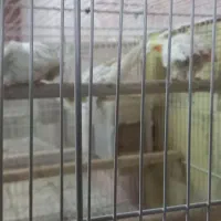 عروس هلندی|پرنده|مشهد, احمدآباد|دیوار