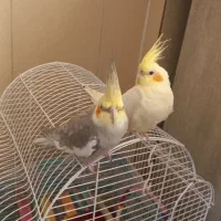 عروس هلندی نروماده|پرنده|رشت, هلال احمر|دیوار