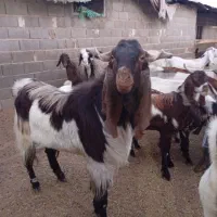 چپش پاکستانی