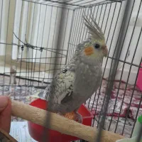 عروس هلندی نر