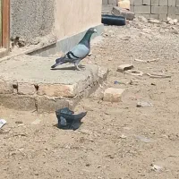 کبوتر نر ویک رینگ