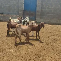 فروش8راس کهره نروماده