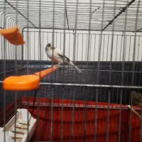 یک جفت قناری  آماده|پرنده|تهران, سازمان برنامه جنوبی|دیوار