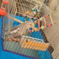 عروس هلندی ۵ ماهه نر