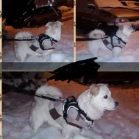 سگ اشپیتز المانی