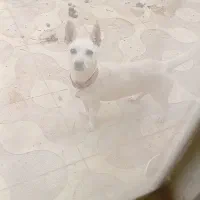 سگ گوش تیز|سگ|نیشابور, ده حلاج|دیوار