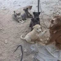 توله سگ های هاسکی|سگ|بستان آباد, |دیوار