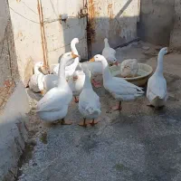 غاز اسرائیل
