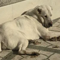 الابای ماده