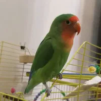 طوطی برزیلی