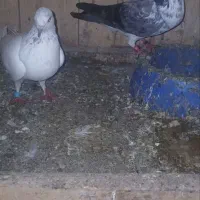 کبوتر بلندپرواز|پرنده|فومن, |دیوار