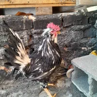 خروس گلین و مرغ لاری|حیوانات مزرعه|شیراز, کوشک میدان|دیوار