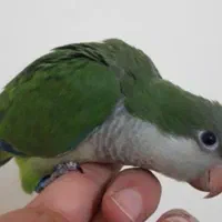 طوطی راهب|پرنده|بندر ماهشهر, |دیوار