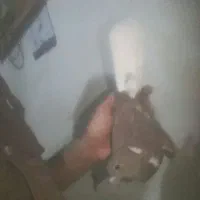 کبوتر پرشی م ع ا و ض ه|پرنده|باوی, |دیوار