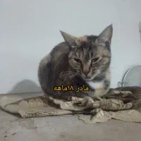 واگذاری تعدادی گربه به صورت رایگان|گربه|ساری, |دیوار