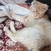 کوت عبدالله