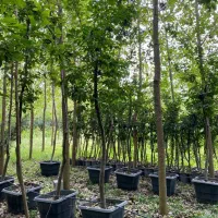 درخت بلوط یاس هلندی