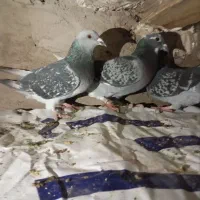 مجسمه کبوتر