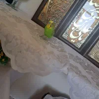 مرغ عشق دستی نر