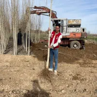 ثروتمند میشی اگر صنوبر نگرا ترکیه بکاری