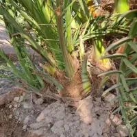 پاجوش خرمای زاهدی .خرمای کبکاب خرمای خاصویی