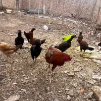 مرغ خروس لاری|حیوانات مزرعه|مشهد, فرخد|دیوار