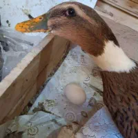 اردک تخم گذار