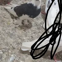 کبوتر جوجه هما|پرنده|مرند, |دیوار