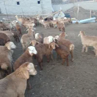 فروش گوسفند|حیوانات مزرعه|مشگین شهر, |دیوار