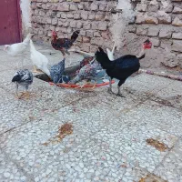 جوجه محلی