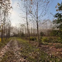 فروش-زمین300متری-مسکونی