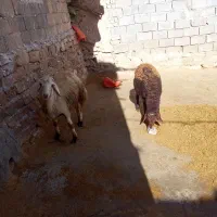 بره قوچ|حیوانات مزرعه|شیروان (لرستان), |دیوار