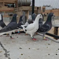 کبوتر پلاکی و شهری