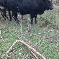 گاو نر|حیوانات مزرعه|احمدسرگوراب, |دیوار