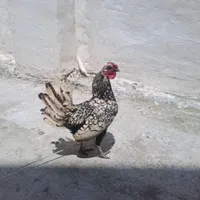سیبرایت|حیوانات مزرعه|رشت, پیرکلاچای|دیوار