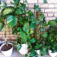 گل پتوس ، دیفن گندمی و ...|گل و گیاه طبیعی|اندیمشک, |دیوار