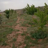 فروش باغ 2 هکتاری کبودراهنگ|فروش زمین و ملک کلنگی|کبودرآهنگ, |دیوار