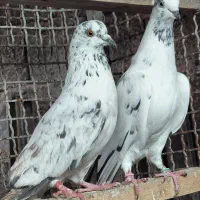 کبوتر  قاره و قوچی|پرنده|قائم‌شهر, |دیوار