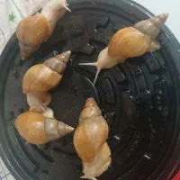 فروش حلزون به تعداد محدود