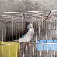 جفت مرغ عشق بالغ روی تخم و جوجه