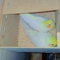 جفت عروس مولد|پرنده|سوسنگرد, |دیوار