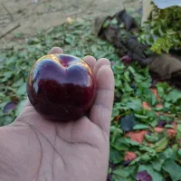 هرس درختان میوه پذیرفته میشود صددرصد تضمینی|خدمات باغبانی و درختکاری|مشهد, درزآب|دیوار