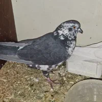 کبوتر پرشی|پرنده|شاهین‌شهر, عطار|دیوار