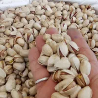 کله قوچی|خوردنی و آشامیدنی|تهران, زنجان جنوبی|دیوار