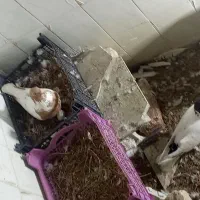 کبوتر افغانی ماده سرخ نر سیاه|پرنده|تربتحیدریه, آسایش|دیوار