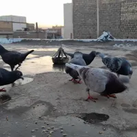 کفتر پرشی  سالم همه نر دانه ۲۶۰ تخفیف هم داره|حراج|مشهد, شهرک شهید باهنر|دیوار